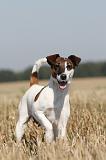 FOX TERRIER POIL LISSE 166